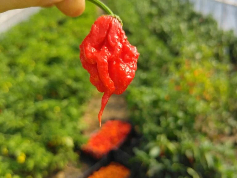 Érett Carolina Reaper a fóliasátorban