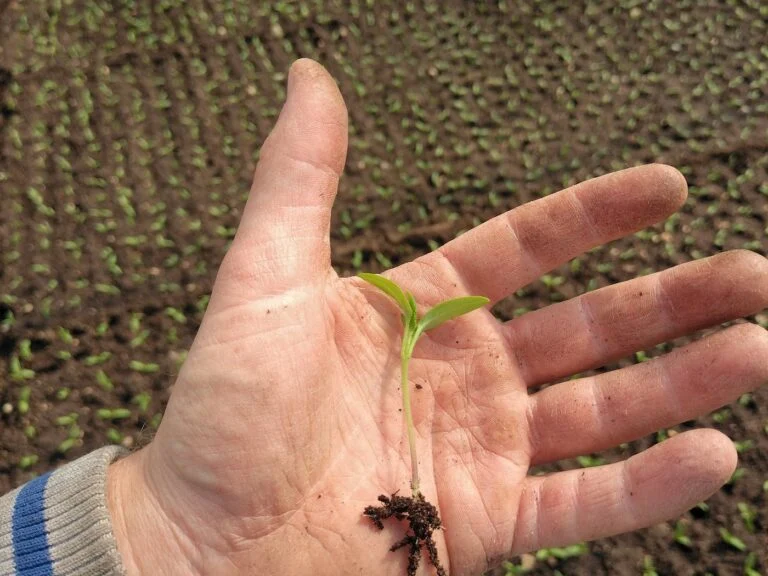 Frissen kelt chilicsíra a tenyérben