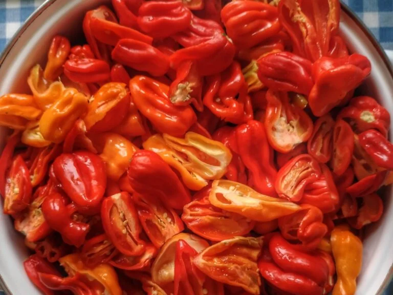 Frissen szedett piros chili egy tálban